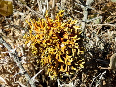 Dufourea flammea