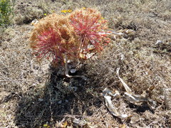 Boophone haemanthoides