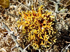 Dufourea flammea