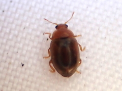 Rhyzobius litura