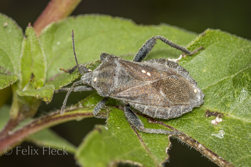 Piezogaster spurcus