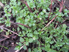 Stellaria media