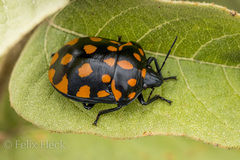 Pachycoris klugii