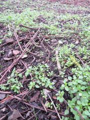 Stellaria media