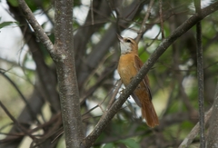 Megaxenops parnaguae