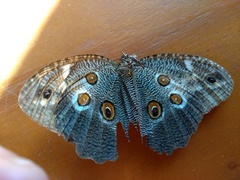 Dasyophthalma creusa