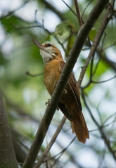 Megaxenops parnaguae