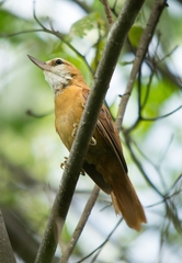 Megaxenops parnaguae