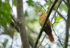 Megaxenops parnaguae