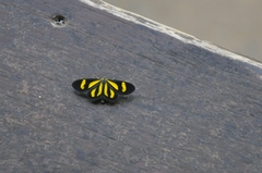 Cyllopoda claudicula