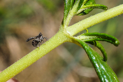 Danepteryx