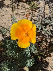 Eschscholzia californica maritima