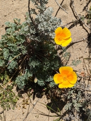 Eschscholzia californica maritima