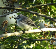 Serpophaga subcristata