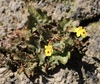 Shy Monkeyflower - Photo (c) Morgan Stickrod, some rights reserved (CC BY-NC), uploaded by Morgan Stickrod