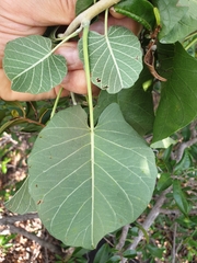 Ipomoea albivenia