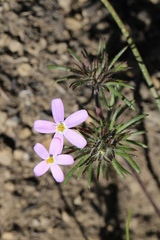 Leptosiphon latisectus