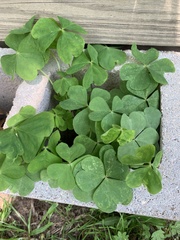 Oxalis triangularis