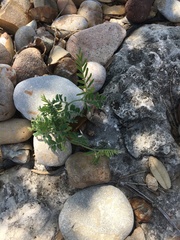 Astragalus nuttallianus