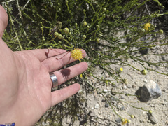 Acamptopappus sphaerocephalus