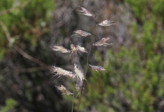 Bouteloua chondrosioides