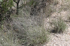 Bouteloua chondrosioides
