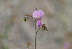 Desmodium psilocarpum