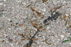 Desmodium psilocarpum