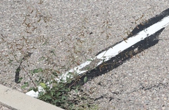 Desmodium psilocarpum