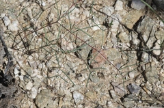 Euphorbia florida
