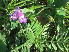 Astragalus nuttallianus