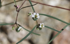 Euphorbia florida