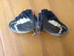 Dasyophthalma creusa