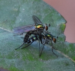Plagioneurus univittatus