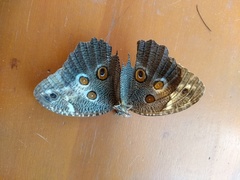 Dasyophthalma creusa