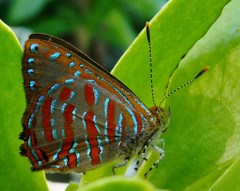 Hypochrysops apelles