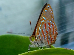 Hypochrysops apelles