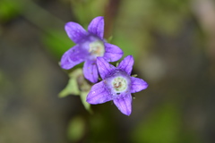 Campanula pallida