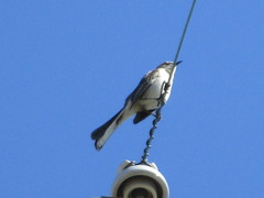 Mimus polyglottos