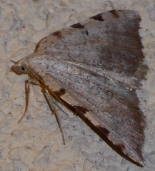 Macaria coortaria