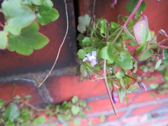 Cymbalaria muralis