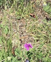 Erodium texanum