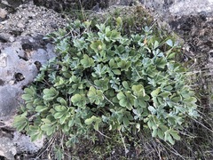 Lupinus sericatus