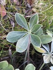 Lupinus sericatus