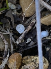 Ventridens demissus