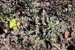 Lomatium vaginatum