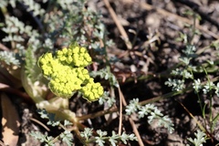 Lomatium vaginatum