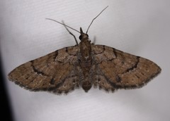 Eupithecia peckorum