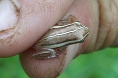 Hyperolius cinnamomeoventris