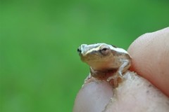 Hyperolius cinnamomeoventris